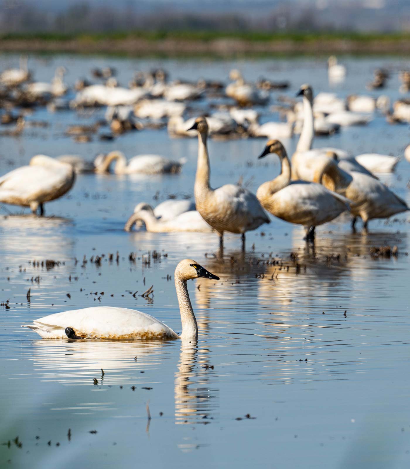 flock of geese bathing in a flooded rice field